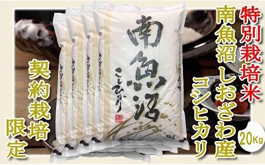 【令和8年産　新米予約】【精米２０Kg】特別栽培 生産者限定  南魚沼しおざわ産コシヒカリ【銘柄米 ブランド米 精米 こしひかり コシヒカリ 魚沼産 新潟米 産地直送 お米 米 こめ】【2026年10月上旬から1ヶ月以内に順次発送予定】