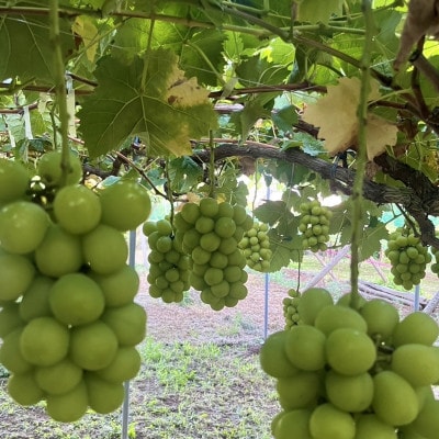 【2026年9月発送予定】シャインマスカット 約4.0kg(6〜8房)【配送不可地域：離島】【1727562】