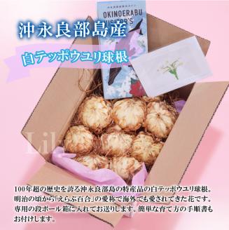 ■沖永良部島産 白テッポウユリ（えらぶ百合）球根Lサイズ（8～12球）　W008-021u