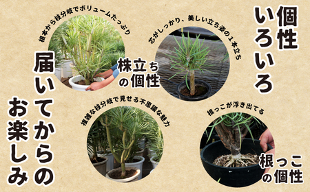 観葉植物 5号鉢 セネシオクレイニア（モンキーツリー）｜ 観葉植物 観葉植物  観葉植物 観葉植物  観葉植物