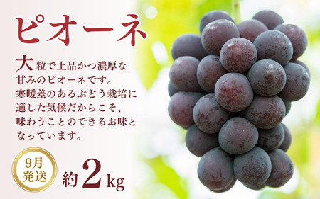 定期便【全3回/7・8・9月】和歌山産フルーツ定期便！人気の桃・梨・ピオーネ　旬のフルーツを毎月お届け♪【tkb114】