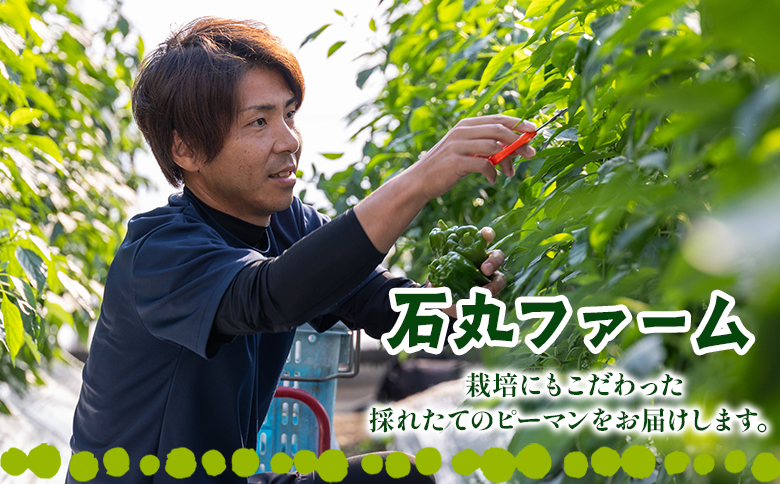 高知県香南市産採れたてピーマン1.5kg - 野菜 やさい 新鮮 国産 肉厚 炒め物 肉詰め 料理 高知県 香南市 冷蔵 im-0002