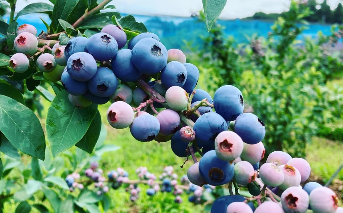茨城県つくば市産ブルーベリージャム　4本セット【ブルーベリー 国産 ベリー スイーツ ジャム 果物】
