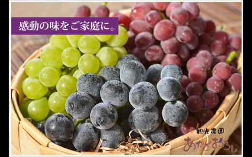 【先行予約 数量限定】旬採りぶどう詰め合わせ（大）5~6房 | 先行予約 数量限定 期間限定 ぶどう フルーツ 果物 産地直送 限定品 贈り物 新鮮 お取り寄せ デザート ギフト 風味豊か 香り 甘い 限定 フルーツ ブドウ 葡萄 旬 ジューシー みずみずしい 季節のフルーツ 前橋市 群馬県