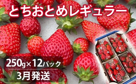 【3月発送】とちおとめレギュラー 250g×12パック