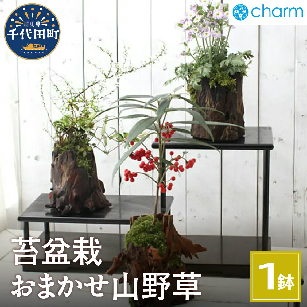 【ふるさと納税】苔盆栽 おまかせ山野草 1～2種寄せ植え 切り株流木鉢植え 盆栽 苔 インテリア ナチュラル かわいい リラクゼーション 室内栽培 プレゼント ギフト 贈答用 お祝い 送料無料 趣味 家庭 ライフスタイル 人気 オススメ 初心者 玄関 リビング 群馬県千代田町