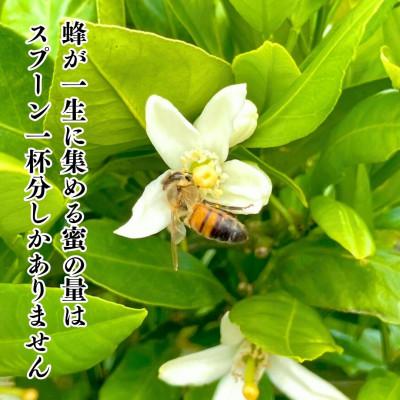 ふるさと納税 有田川町 夏の有田みかん(約1.5kg)と 有田のはちみつ( みかん蜂蜜・百花蜜 各210g) セット |  | 03
