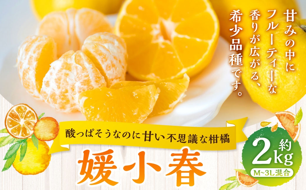 
                  【 酸っぱそうなのに甘い不思議な柑橘 】 媛小春 約2kg みかん ミカン 柑橘 柑橘系 柑橘類 くだもの 果物 フルーツ 果実 果汁 果肉 国産 愛媛県産 薄皮 【 2027年1月下旬‐3月下旬発送予定 】 ( 1084 )
                