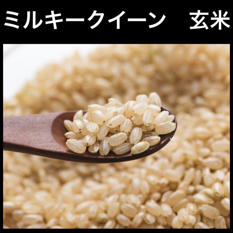 
新米【令和6年産】ミルキークイーン 玄米 10kg 玄米といえば！茨城県産 ブランド米 [1076]
