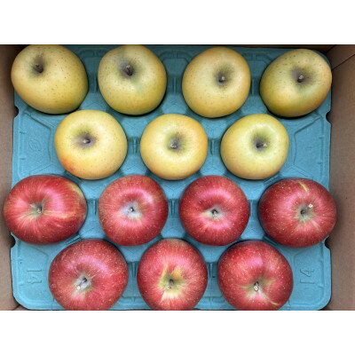 【ふるさと納税】シナノスイート、シナノゴールド詰合せ 約10kg【1551868】