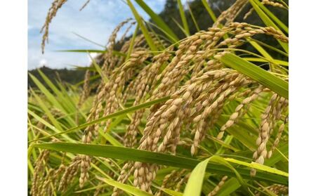 令和7年産　6ヶ月定期便　コシヒカリ　白米　5kg【定期便 お米 白米 粘り甘み】 精米 粘りつやつや 美味しい 新鮮 