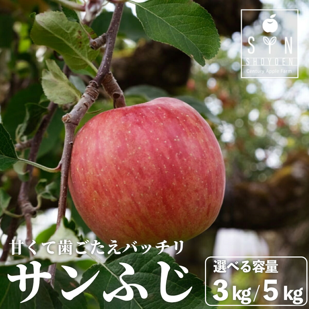 【ふるさと納税】先行予約 サンふじ 松陽園 樹上 完熟 りんご 3kg 7個〜9個 5kg 12個〜18個 選べる 重量 赤い 林檎 リンゴ フルーツ 果物 果実 Apple アップル 岩手県 遠野市 産 贈答 ギフト プレゼント 農家直送 産地直送 蜜 が入りやすい 送料無料 2025年11月から発送発送