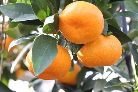 山口農園の甘いハウスみかん（1.5㎏）| みかん みかん みかん みかん みかん みかん | 009-43