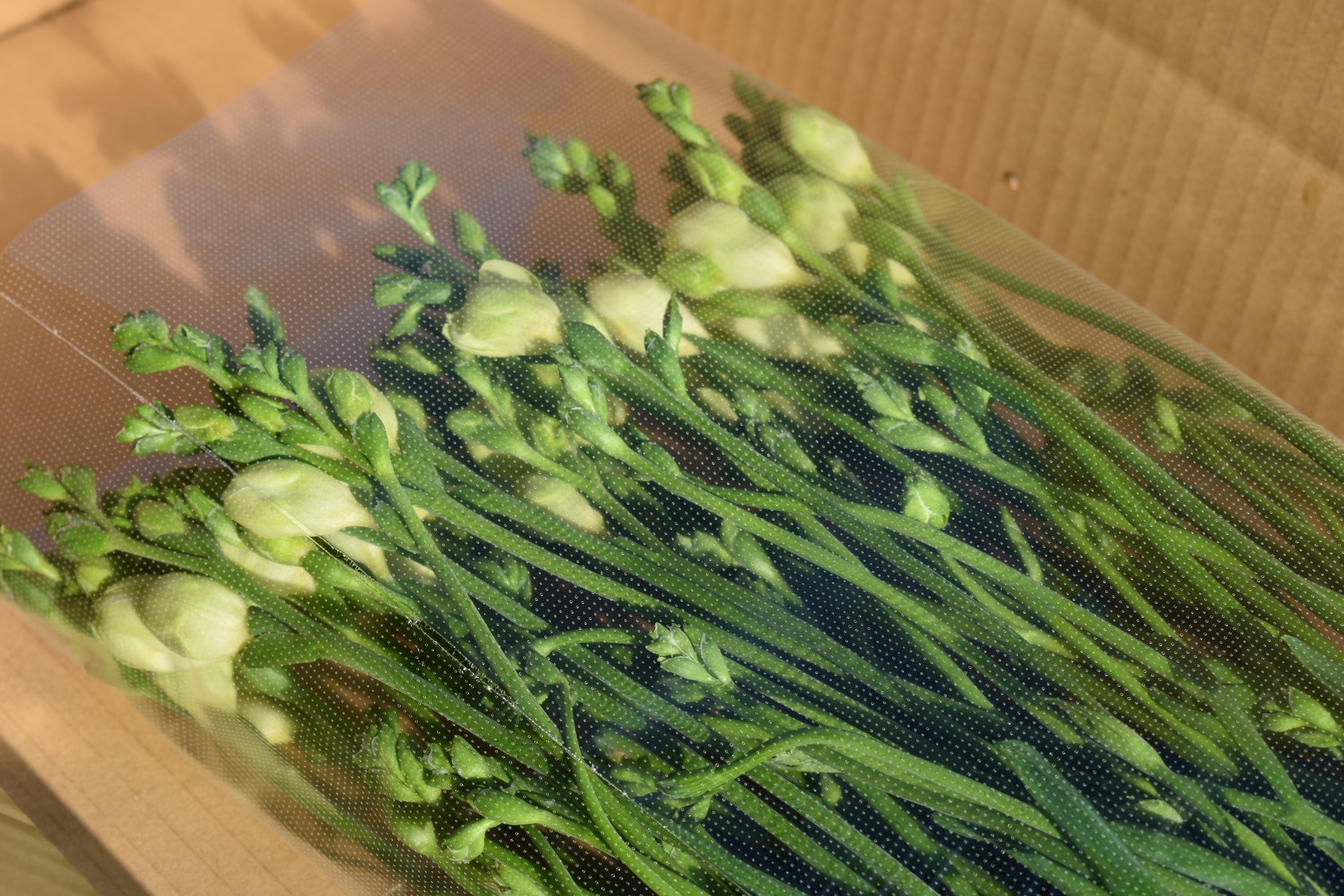  3月発送：優しい香り フリージア 黄色　100本 生産者直送 直送 生花 切り花 花 はな 春 先行予約 予約 茨城県 利根町