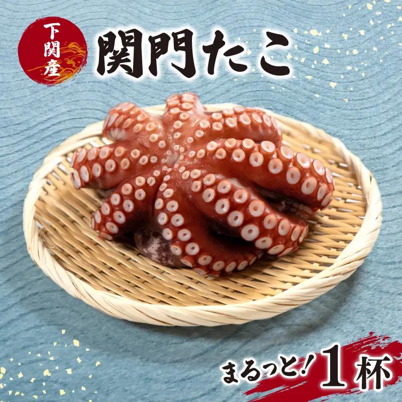 丸ごと関門たこ 1杯 瞬間冷凍まだこ (1㎏以上)  タコ EY