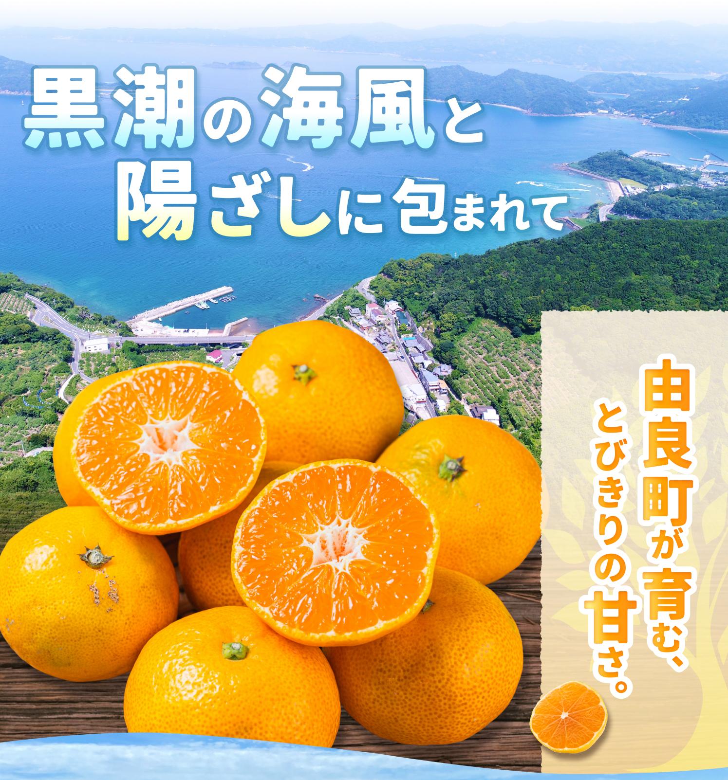 温州みかん 7.5kg 2S〜2Lサイズ混合 ※2025年12月上旬〜順次発送 / 温州 ミカン 農家直送　完熟 密柑 くだもの  果実  柑橘 果物 フルーツ 和歌山県 由良町 人気 おすすめ 産地