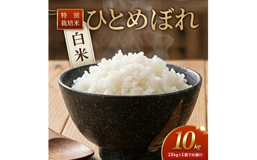 特別栽培米  ひとめぼれ 10kg 白米 令和8年産 山形県産 10月より順次発送 東北 山形県 遊佐町 庄内地方 米 お米 庄内米 精米 ご飯 ごはん 産地直送 農家直送