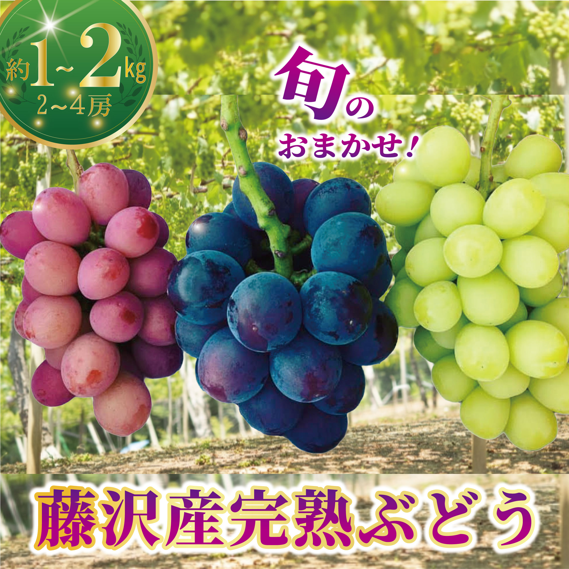 【ふるさと納税】 ぶどう 先行予約 約1kg ~ 2kg 2房~4房 選べる 容量 【2026年8月下旬発送】朝摘み ブドウ 葡萄 くだもの 果物 フルーツ 旬 完熟 藤稔 ふじみのり シャインマスカット クイーンニーナ BKシードレス 季節 おまかせ budou マスカット 鈴木園 神奈川 湘南 藤沢