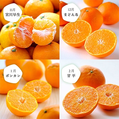 【発送月固定定期便】愛媛の人気品種!かんきつ定期便 11月〜2月(訳あり)全4回【H25−155】【4012889】