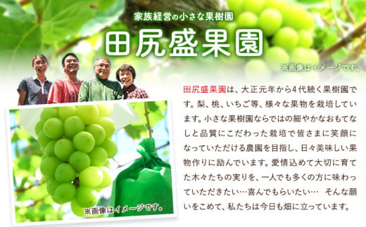 ご家庭用 シャインマスカット 2kg《8月下旬-9月中旬頃出荷》田尻盛果園 フルーツ 果物 マスカット ぶどう