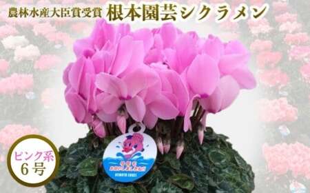 【先行予約】シクラメン ピンク系 6号鉢 花ギフト 根本園芸 | シクラメン 農林水産大臣賞