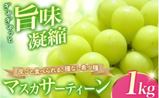 シャインマスカット一族の希少品種【2026年先行予約】マスカサーティーン 秀品 約1kg(2房または3房)糖度18度以上 ぶどう 葡萄 シャインマスカット マスカット しゃいんますかっと 果物 フルーツ 大粒 種無し 皮ごと 岡山県 真庭市【ysdb004】