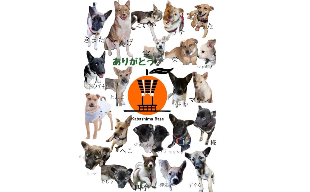 長崎近海 活き〆 天然 寒ぶり 6kg台 (6.2kg〜6.8kg) 丸ごと1本！！ ／ 魚 海産物 魚介 鮮魚 海鮮 ブリ ぶり 鰤 天然 ブリしゃぶ 刺身 大将農園 長崎県 長崎市 【2025年9