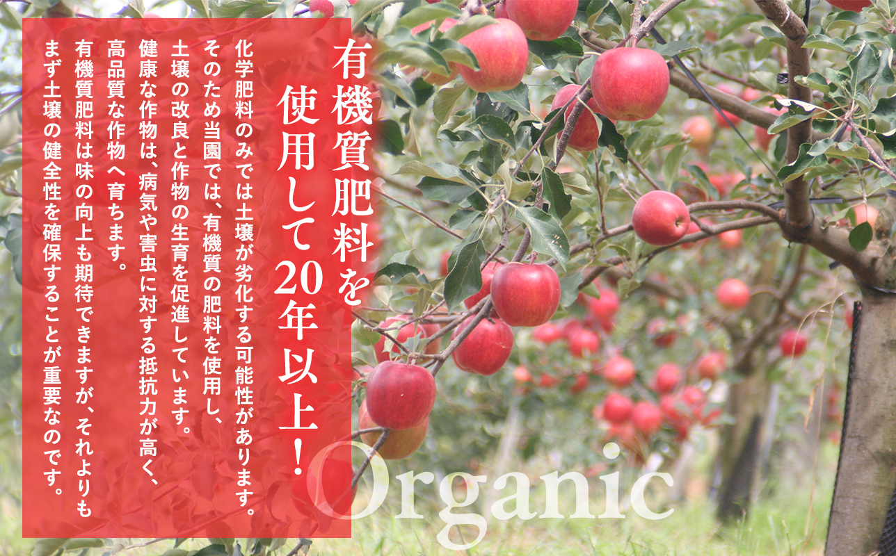 2025年産１１月〜４月発送　【訳あり】家庭用葉とらずサンふじ5ｋｇ　【そと川りんご園・１１月・１２月・１月・２月・３月・４月・青森県産・平川市・りんご・葉とらずサンふじ・5ｋｇ・訳あり・家庭用】