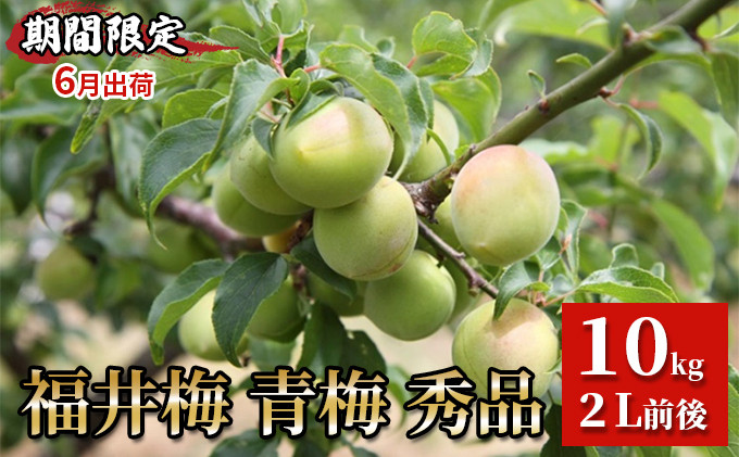 
            【期間限定・6月出荷】福井梅 青梅 秀品 10kg 2L 梅酒用 梅シロップ用 梅干し用 剣先 紅映 新平太夫 
          