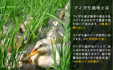 16-09新潟県胎内産「有機JAS合鴨栽培」コシヒカリ10kg（精米）
