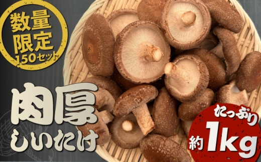 【先行予約】【数量限定150セット】不揃い肉厚しいたけ 約1kg しいたけ シイタケ 椎茸 きのこ キノコ 不揃い 神奈川 横須賀【株式会社ローランズ】 [AKIO001]