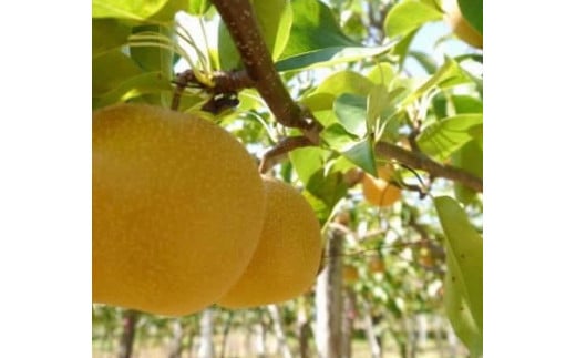 【先行受付】《訳あり》会津の美味しい梨 幸水 約6kg(10玉~12玉)◇| 期間限定 家庭用 梨 なし ナシ 果物 フルーツ 甘い ジューシー 果実 くだもの 国産 果実 会津美里町産 ※2025年