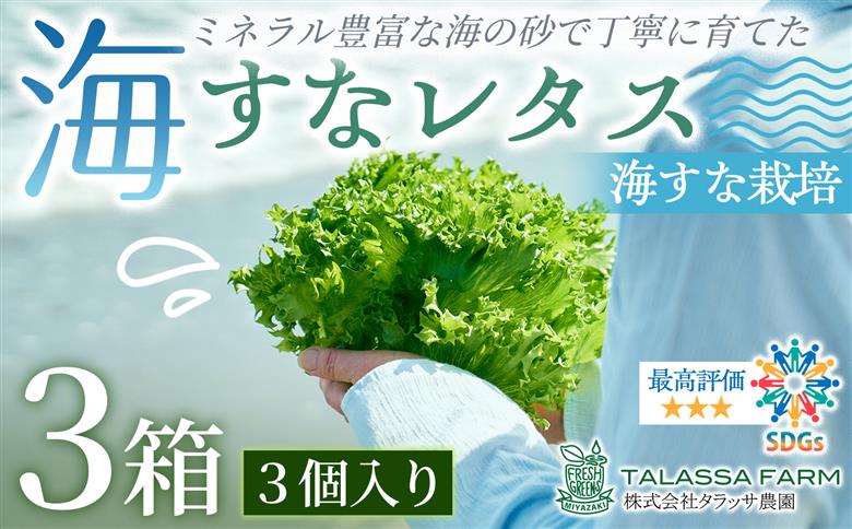 フリルレタス「海すなレタス」3個入×3箱 新鮮 野菜 サラダ【A345】 3個入×3箱