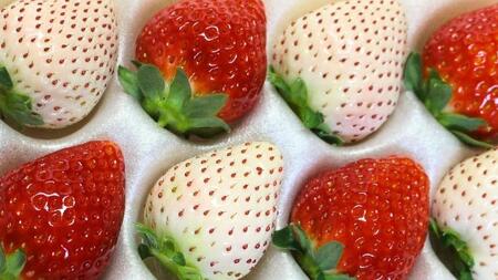 紅白 食べ比べセット いちご（ 2パック × 1箱 ) 【2024年1月上旬から発送開始】 （茨城県共通返礼品／常陸太田市） フルーツ 苺 イチゴ いちご 新鮮 朝採れ 茨城県 桧山FRUITFARM