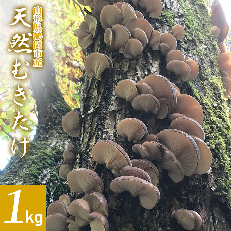【ふるさと納税】【令和7年産先行予約】山形県鶴岡市産 天然むきたけ 1kg 【発送時期：10月20日〜11月30日頃】 きのこ わかば屋 2025年