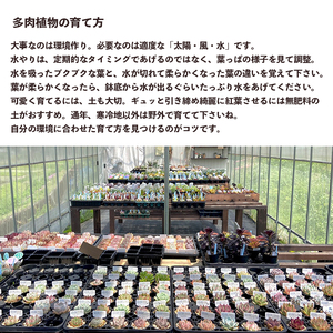 【 多肉植物 11月発送】 エケベリア 5個 おまかせ セット 【数量限定】