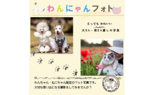 
わんにゃんフォト 60分 50枚分【写真 フォト 記念 ペット犬 猫 ファミリー思い出 アルバム 福岡県 筑前町 送料無料 DU004】
