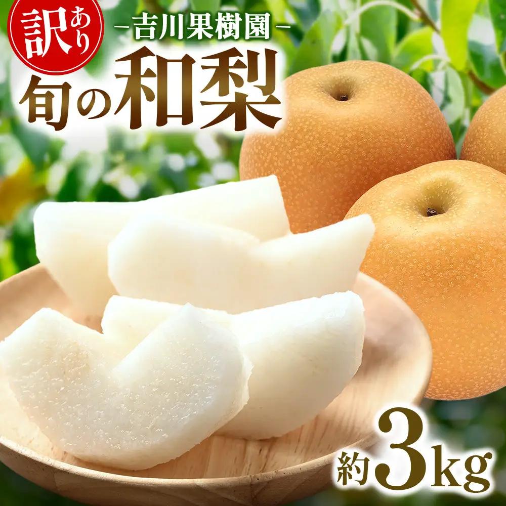 (訳あり) 旬の和梨　約３kg【吉川果樹園】 ｜ 梨  