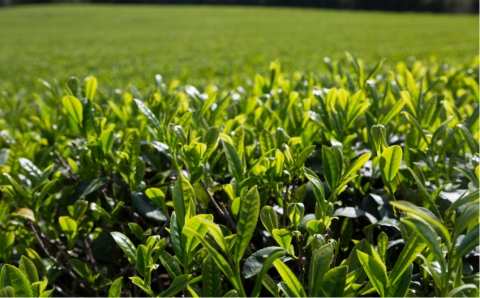 さっぱりとした爽やかな喉ごしの有機緑茶♪髙橋製茶の「みのりの茶」ギフトセット