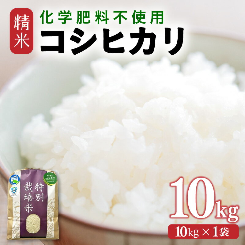 【ふるさと納税】【選べる年産：令和7年産 / 令和8年産】 化学肥料不使用コシヒカリ 精米10kg（10kg×1袋） / 米 福井県あわら市産 美味しい 特別栽培米 減農薬 安心な米 旨味 甘み もっちり エコファーマー こしひかり 冷蔵保管米