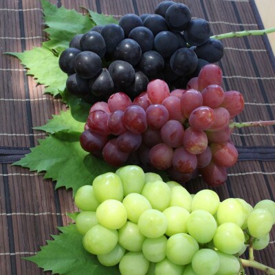 ふるさと納税 厳選! シャインマスカット含む3色セット約1.8kg 山梨県山梨市産【配送不可地域：離島】