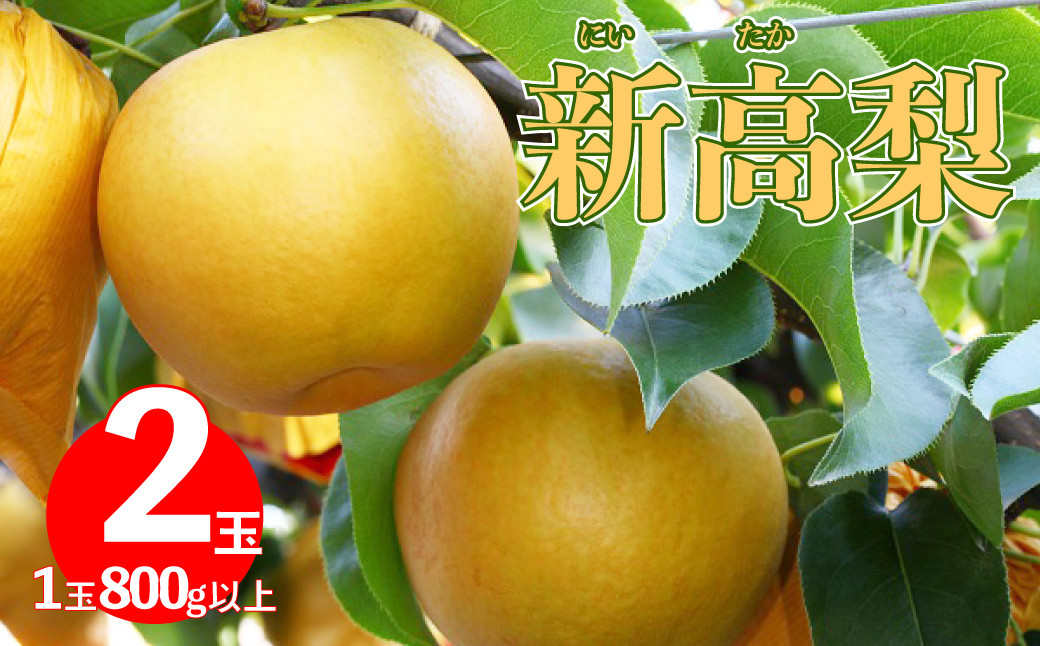 
                  <2026年9月下旬頃より出荷予定>　≪秀品≫ 新高梨 2玉（計約 1.6kg）1玉約800g以上  先行予約
                