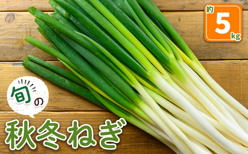 
＜11月中旬～3月下旬発送予定＞秋冬ねぎ(約5kg)【sm-DI004】【大原茂美】
