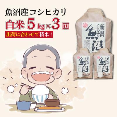 ふるさと納税 十日町市 【毎月定期便】魚沼産コシヒカリ【精米】5kg全3回