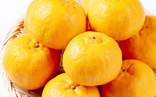 ＜先行予約受付中！2026年1月中旬頃より順次発送予定＞《期間限定・数量限定》鹿児島県産薩州薩摩(厳選ぽんかん)(約5kg・2.5kg化粧箱×2箱) 国産 みかん ミカン 蜜柑 ポンカン 柑橘 冬季 