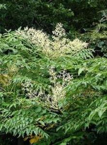 熊野古道 峠の蜂蜜2本セット【SW98】