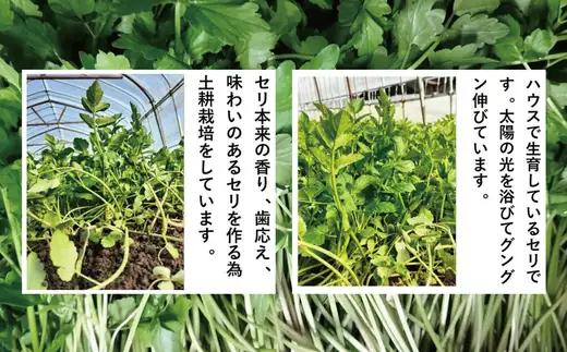 セリ 強い香りとシャキッとした歯応え 約600g　180P3202【ひない渡辺農園しどけ村】