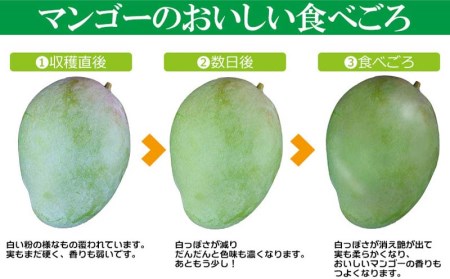 【先行受付】【2024年発送】屋宜原農園が丹精込めた「キーツマンゴー」約2kg