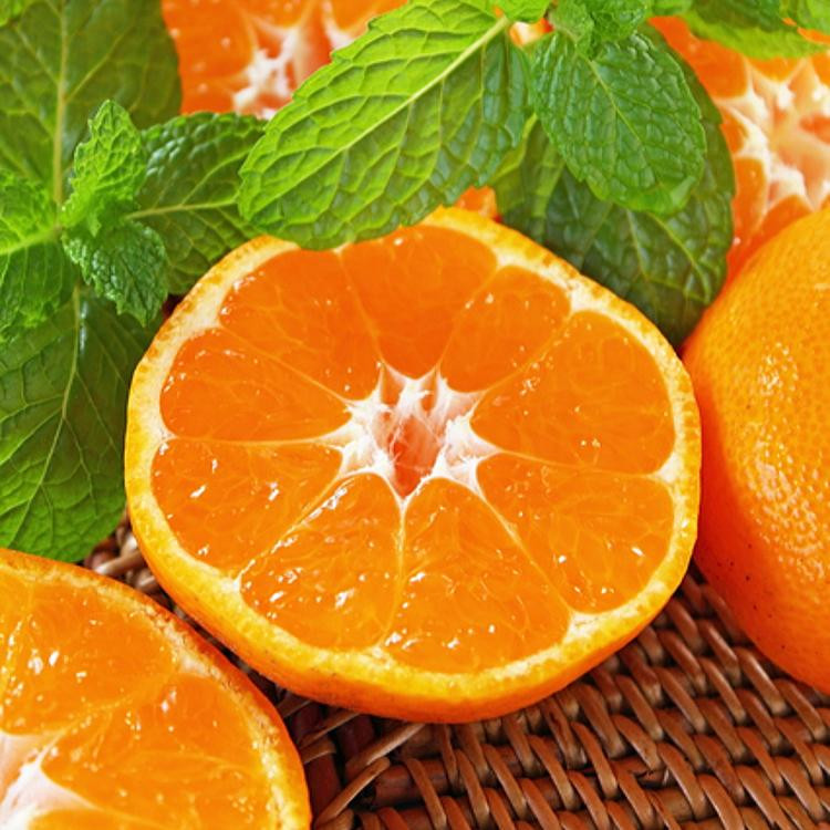 農家直送 完熟 有田みかん 約10kg［先行予約 2025年11月発送］［MS13-1］