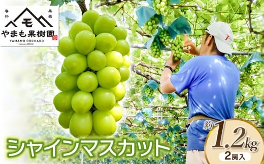 【令和8年産先行予約】シャインマスカット　2房入り (約1.2kg)　やまも果樹園